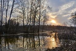 Природа в ЖК Мечта